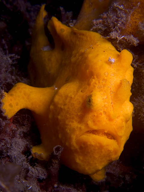 Orange Frogfish