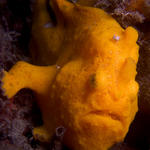 Orange Frogfish