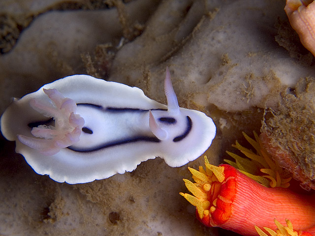 Chromodoris lochi nudibranch