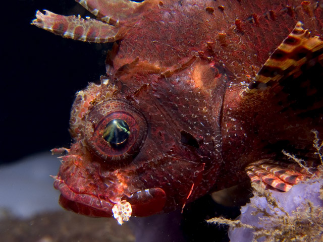 Dwarf Lionfish, Dendrochirus brachypterus