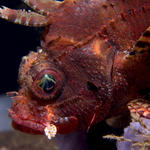 Dwarf Lionfish, Dendrochirus brachypterus