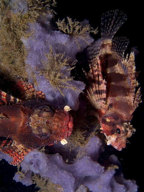 Pair of Dwarf Lionfish