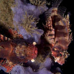 Pair of Dwarf Lionfish