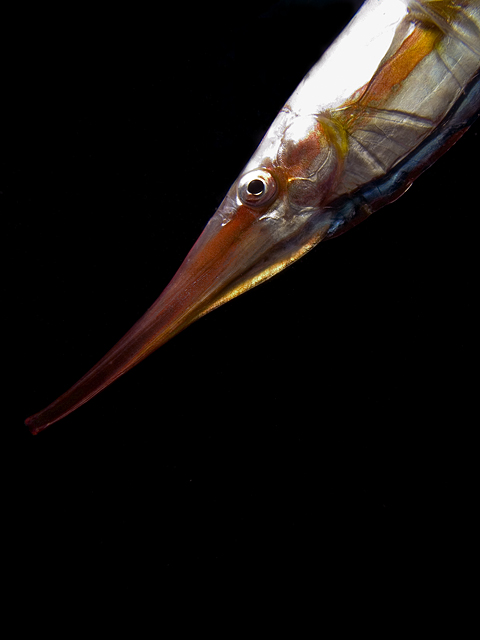 Rigid Shrimpfish, Centriscus scutatus