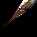 Rigid Shrimpfish, Centriscus scutatus