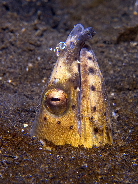 Snake Eel with Commensal shrimp