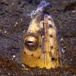 Snake Eel with Commensal shrimp