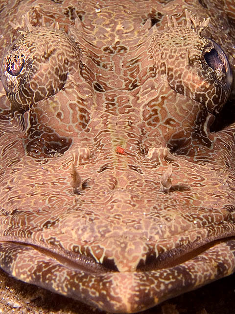 Crocodile Fish