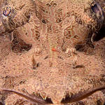 Crocodile Fish