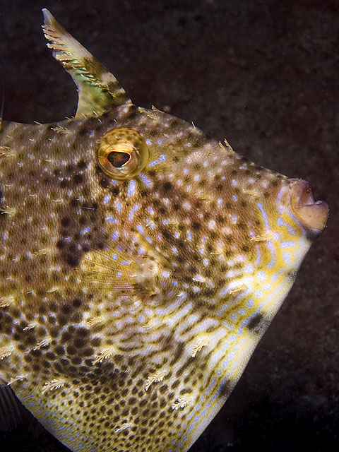 Strapweed Filefish, Pseudomonacanthus macrurus