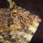 Strapweed Filefish, Pseudomonacanthus macrurus