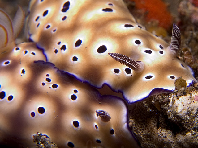 Risbecia tryoni nudibranchs