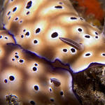 Risbecia tryoni nudibranchs