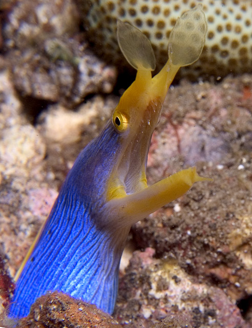 Blue Ribbon Eel, Rhinomuraena quaesita