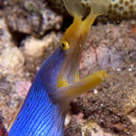 Blue Ribbon Eel, Rhinomuraena quaesita