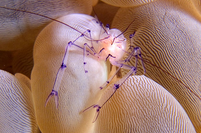 Commensal shrimp, Vir philippinensis