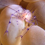 Commensal shrimp, Vir philippinensis