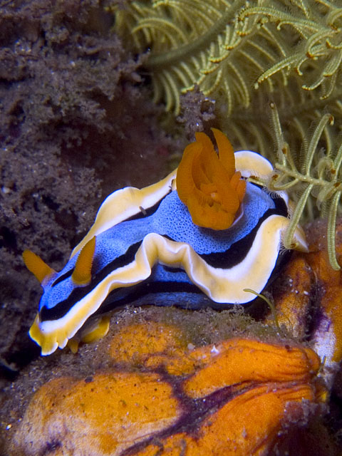 Chromodoris annae Nudibranch