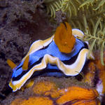 Chromodoris annae Nudibranch