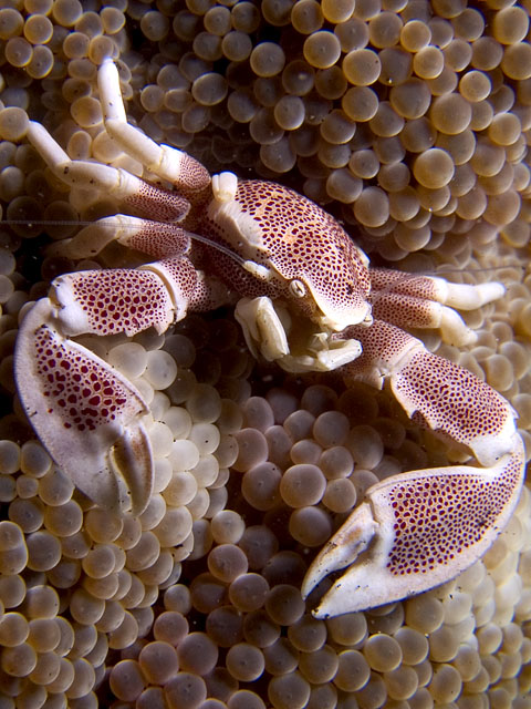 Porcelain Crab, Neopetrolisthes maculatus