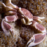Porcelain Crab, Neopetrolisthes maculatus