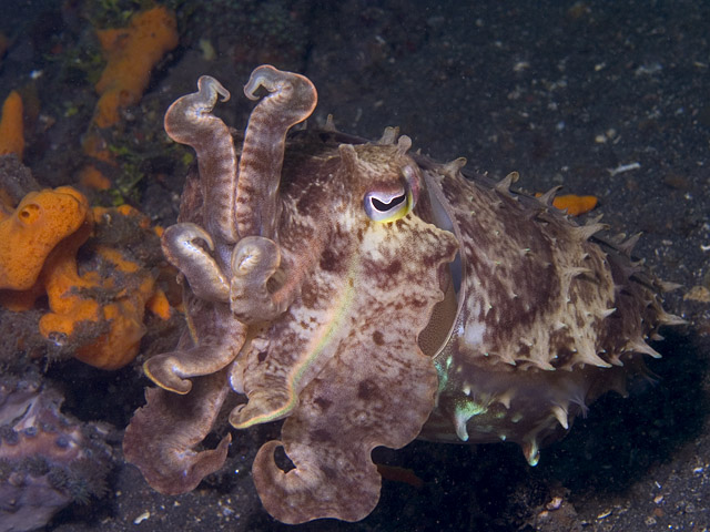 Cuttlefish