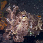 Cuttlefish