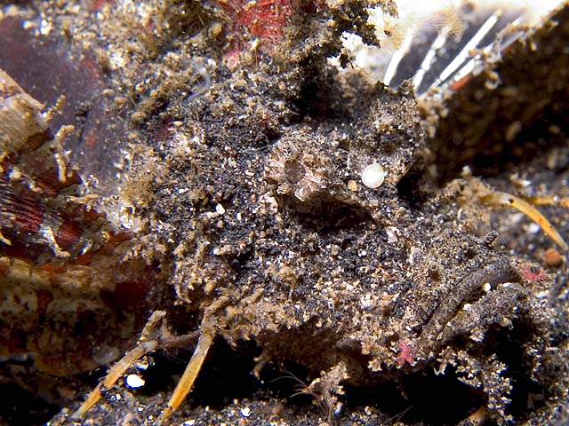 Devil Scorpionfish, Inimicus didactylus