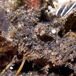 Devil Scorpionfish, Inimicus didactylus