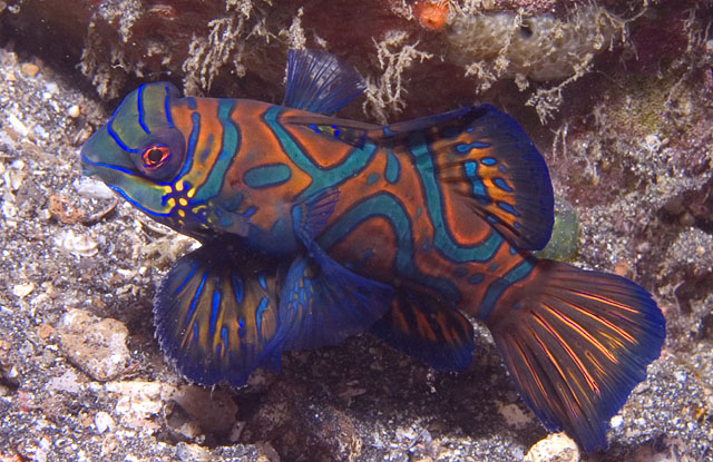 Mandarinfish, Synchiropus splendidus