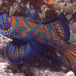 Mandarinfish, Synchiropus splendidus