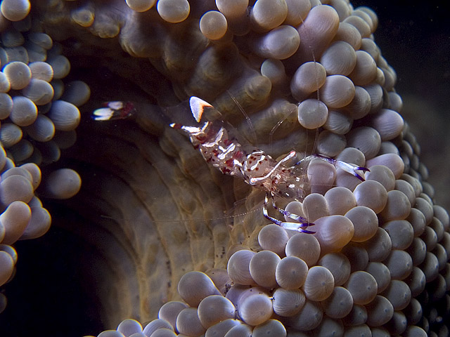 Commensal Shrimp, Periclemenes holthuisi