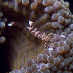 Commensal Shrimp, Periclemenes holthuisi