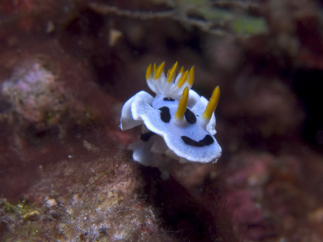 Chromodoris dianae nudibranch