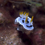 Chromodoris dianae nudibranch