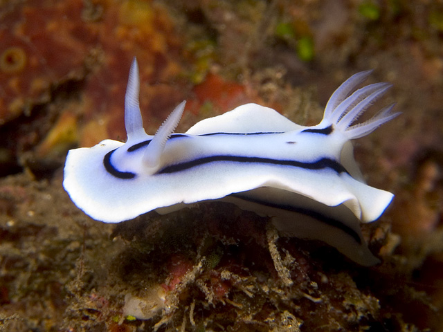 Chromodoris lochi nudibranch