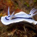 Chromodoris lochi nudibranch