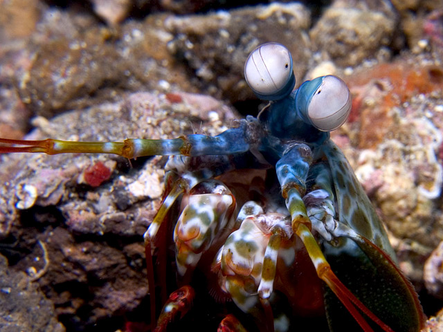 Peacock Mantis Shrimp Odontodactylus scyllarus