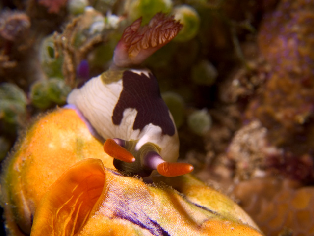 Nembrotha rutilans nudibranch