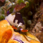 Nembrotha rutilans nudibranch