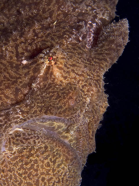 Giant Frogfish, Antennarius commersonii