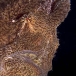 Giant Frogfish, Antennarius commersonii