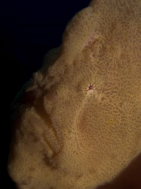 Giant Frogfish, Antennarius commersonii