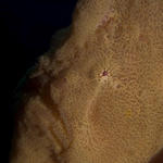 Giant Frogfish, Antennarius commersonii