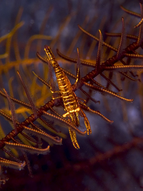 Commensal Shrimp Periclimenes commensalis