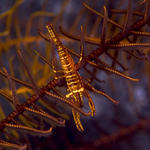 Commensal Shrimp Periclimenes commensalis