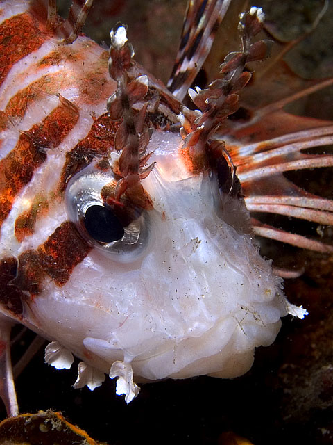 Lionfish