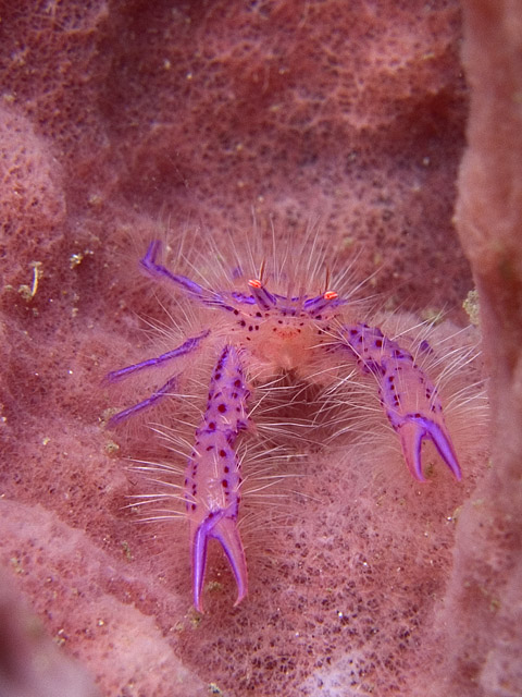 Hairy Squat Lobster, Lauriea siagiani