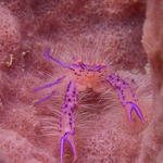 Hairy Squat Lobster, Lauriea siagiani