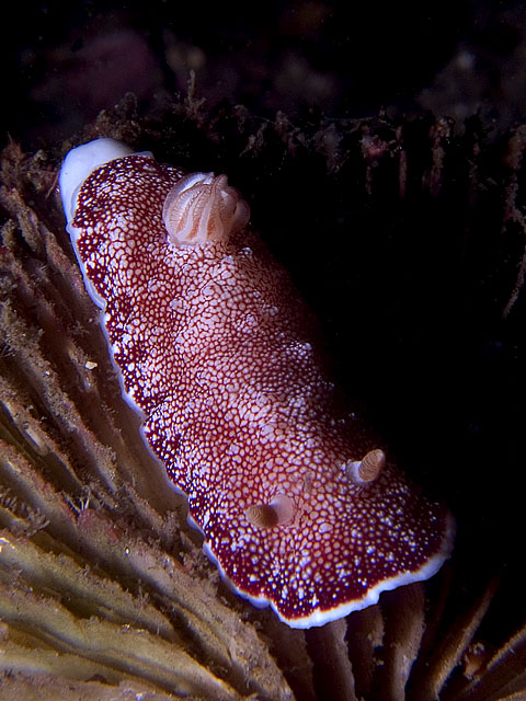 Chromodoris tinctoria nudibranch